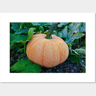 Pretty Pumpkin Posters and Art